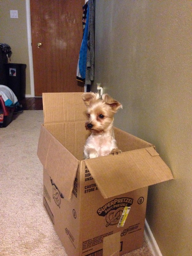 собака сидит в коробке