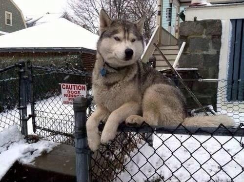 собака сидит на заборе
