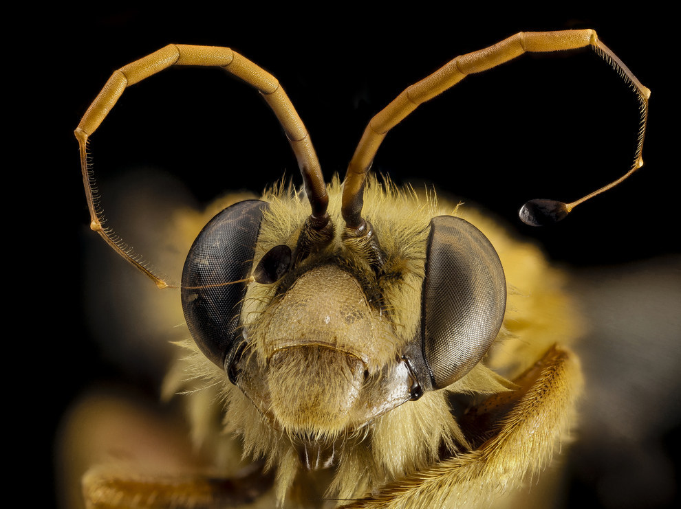жуткие лица насекомых