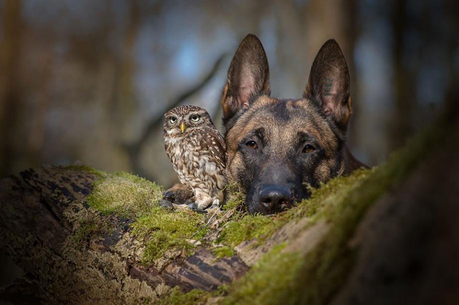 who-knew-dogs-and-owls-could-be-best-friends-14-hq-photos-2.jpg