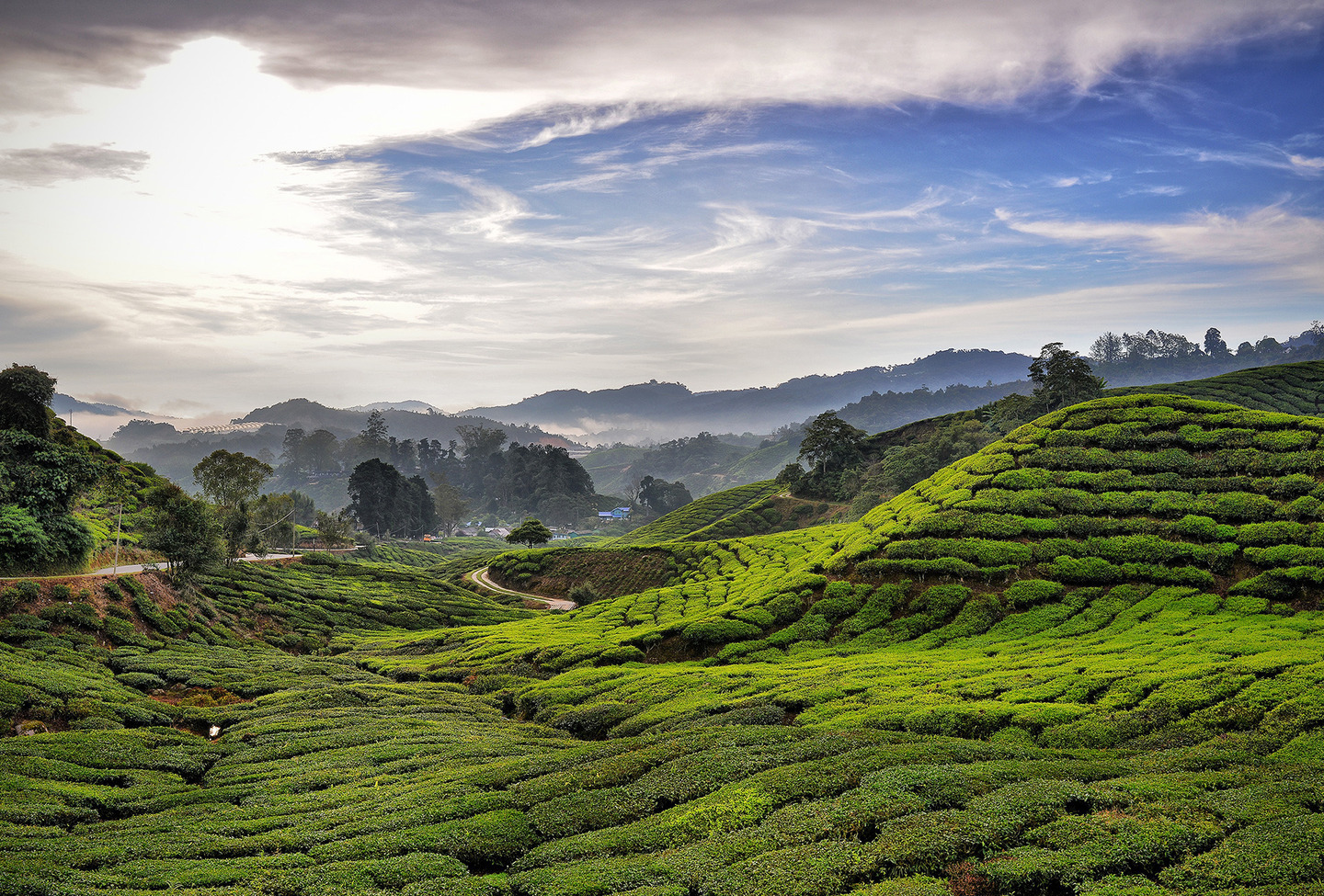 Malaysia Cameron Highlands by Mohamed Aris