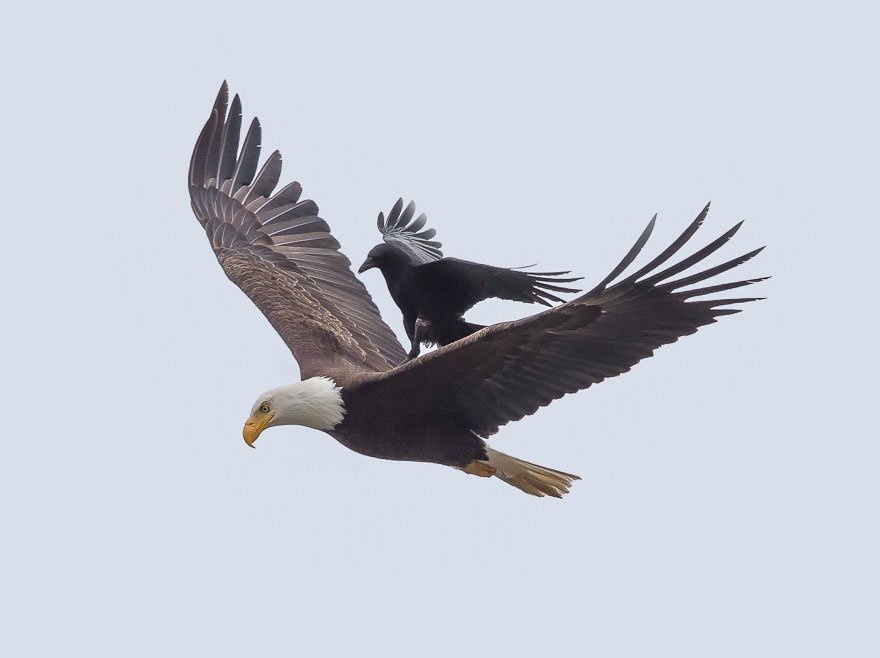 Eagle-Crow-Ride-4