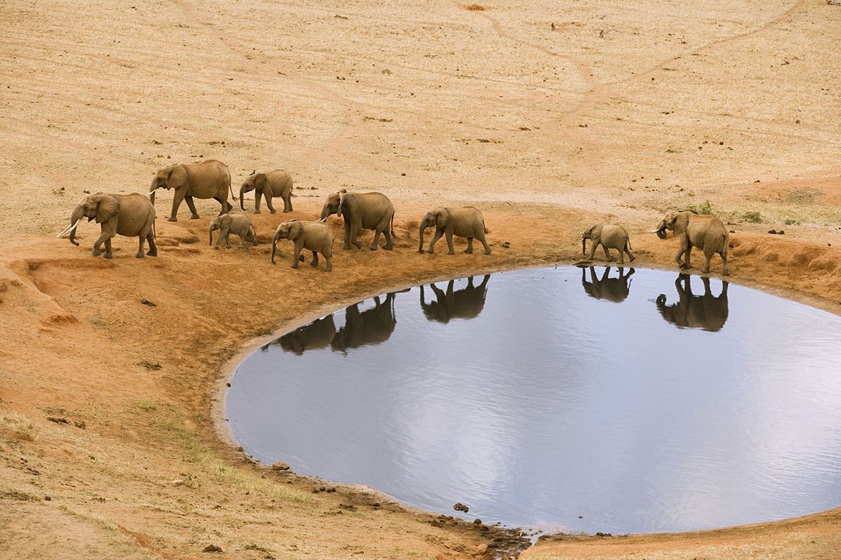 Elephants by Water Hole --- Image by © Winfried Wisniewski/Corbis