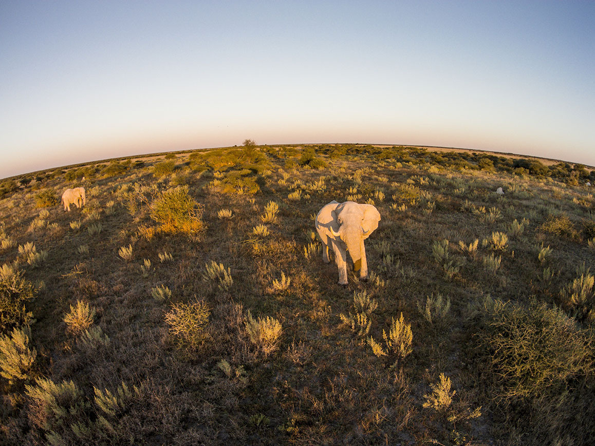 01 Jun 2014, Nxai Pan National Park, Botswana --- Africa, Botswana, Nxai Pan National Park, Aerial view of Bull Elephant (Loxodonta africana) in Kalahari Desert at sunset --- Image by © Paul Souders/Corbis