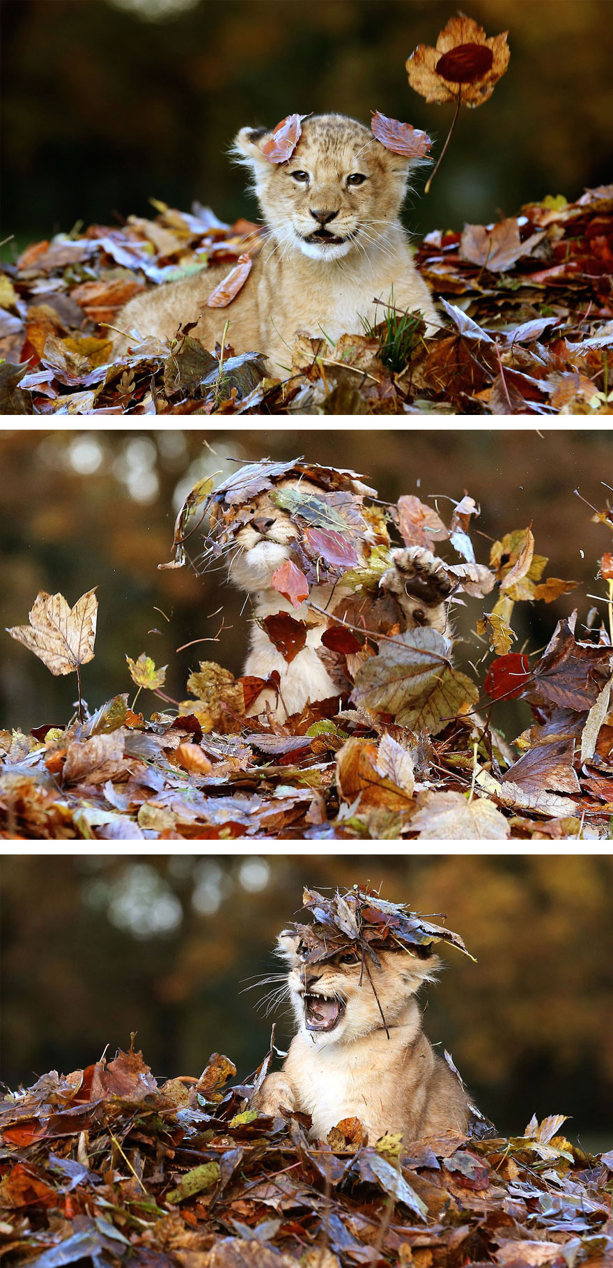 autumn-animals-wcth01
