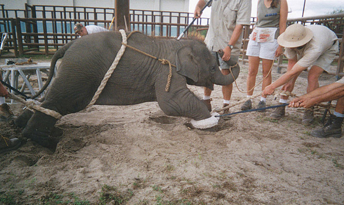 цирк с животными: слоны