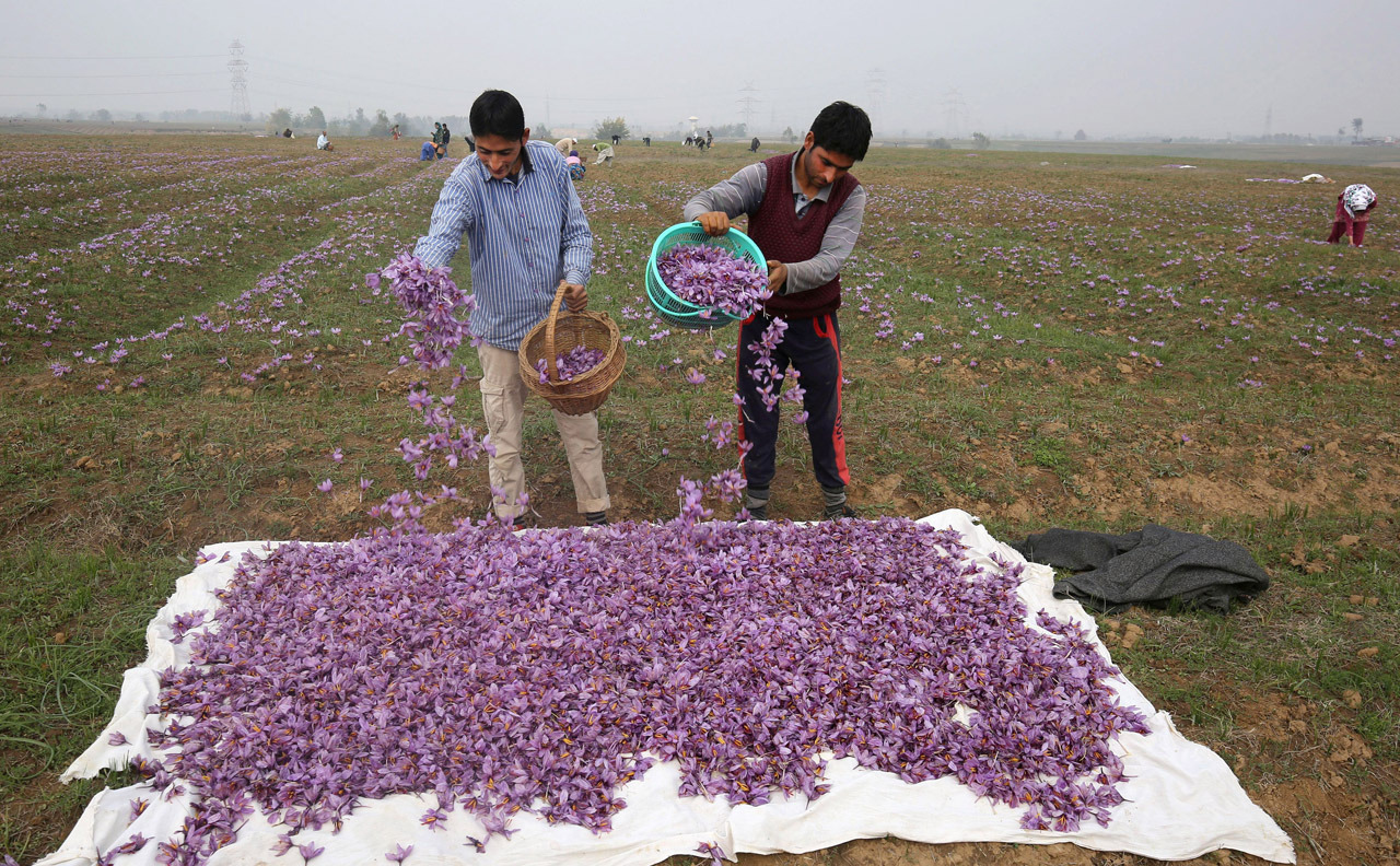 Saffron harvest in Kashmir