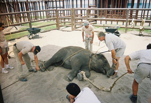 цирк с животными: слоненок