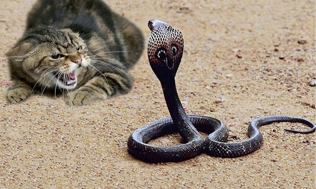 кошка и змея