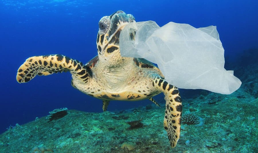 черепаха и пластиковый пакет в океане