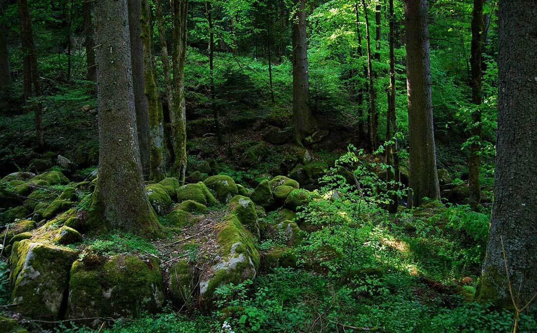 жуткий лес картинки