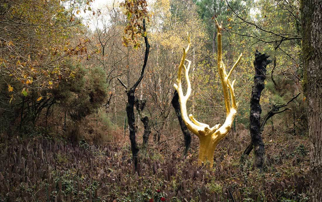 Золотое дерево, Лес Броселянде, Франция
