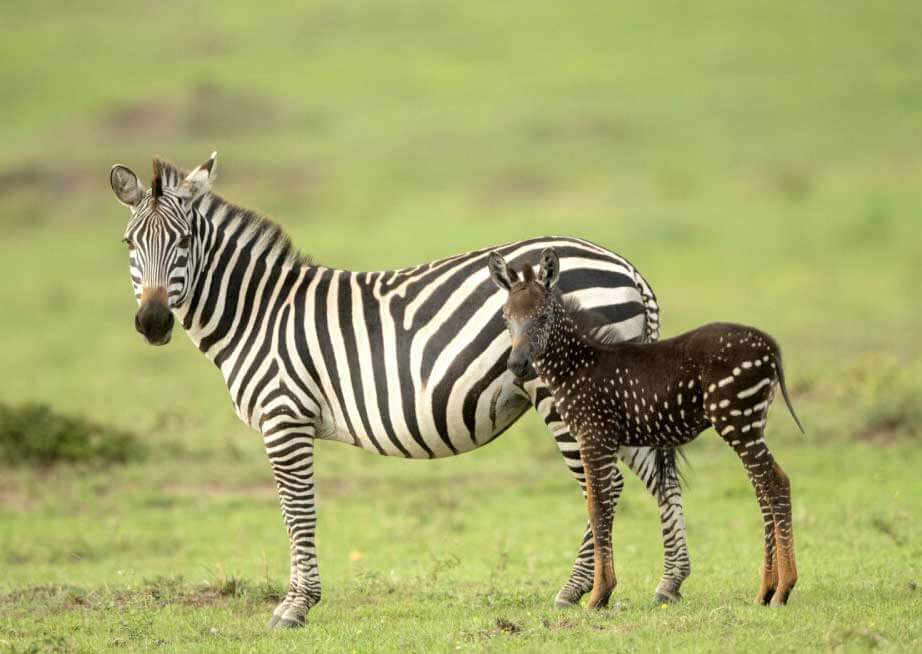 интересные факты: зебры в горошек