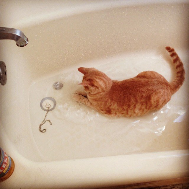 кошка купается в ванной