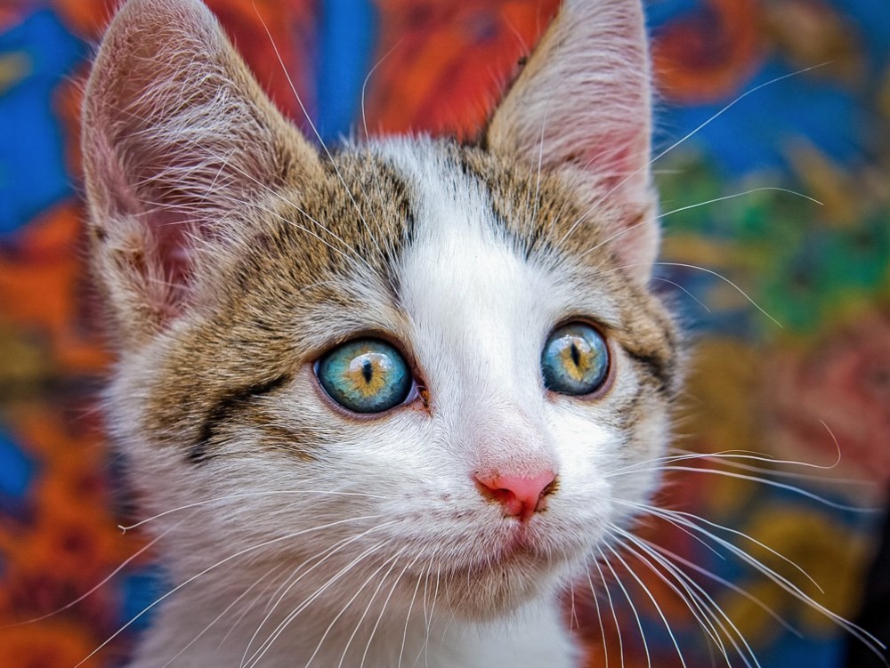 кошачьи глаза