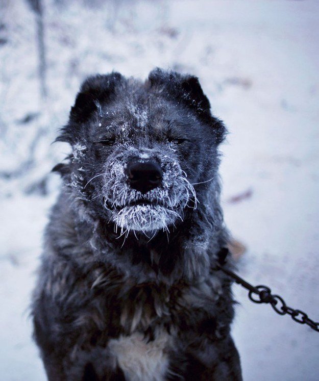 собака в мороз