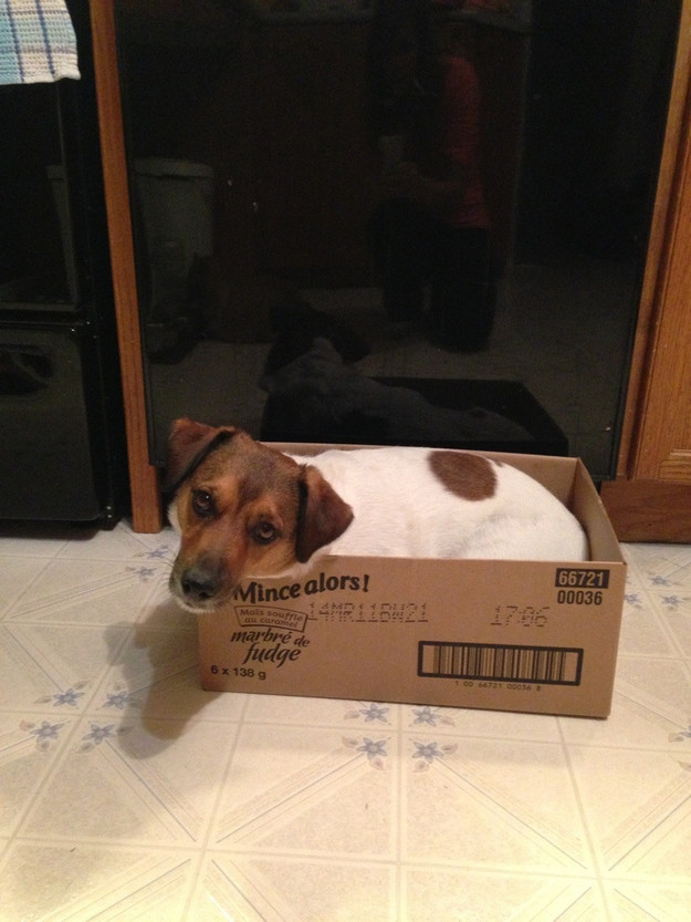 собака в коробке
