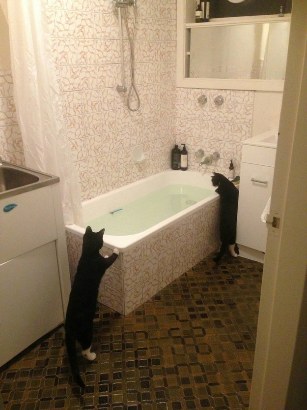 коты в ванной