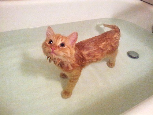 коты не боятся воды