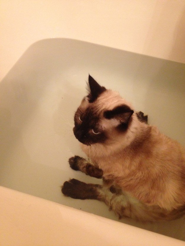 кот не боится воды