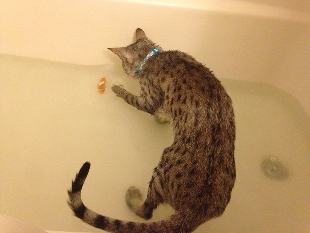 кошки и вода