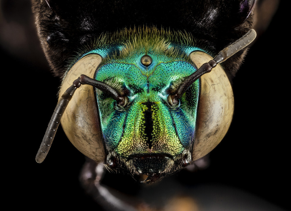 жуткие лица насекомых