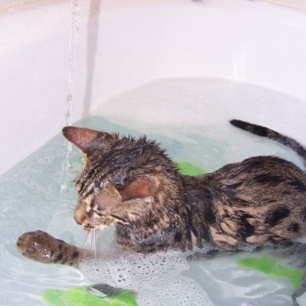 кот лбит купаться в ванной