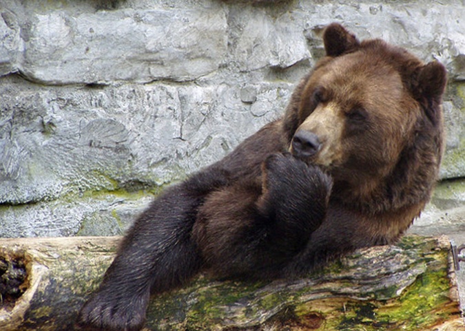 задумчивый медведь