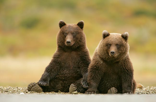 два медведя