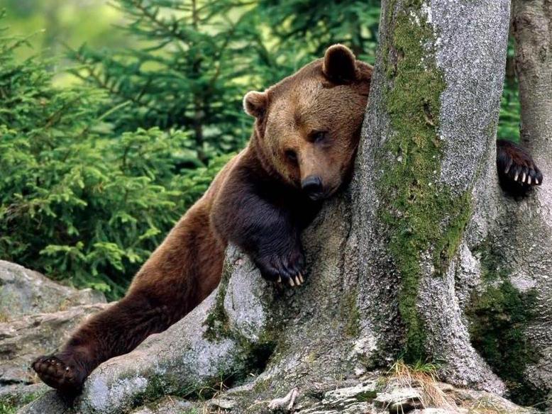 медведь лежит на дереве