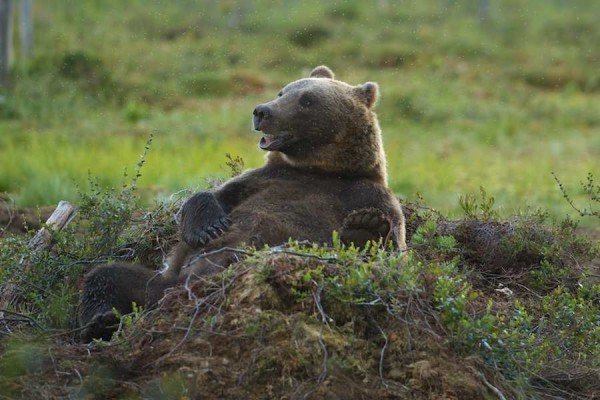 Биполярные медведи прячутся в шкафу