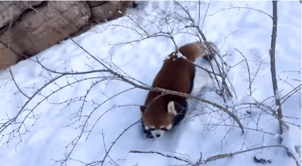 панда радуется снегу