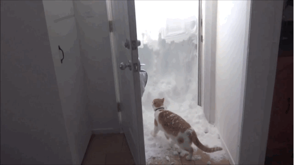 кот и снег