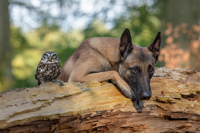 дружба собаки и совы