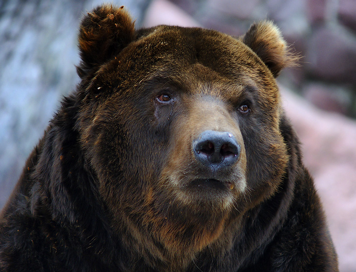 грустный медведь