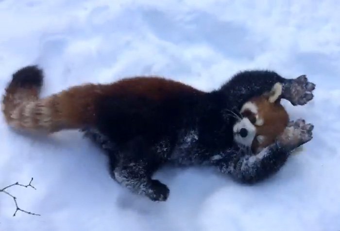 Красная панда радуется снегу