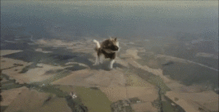 Кошка с парашютом