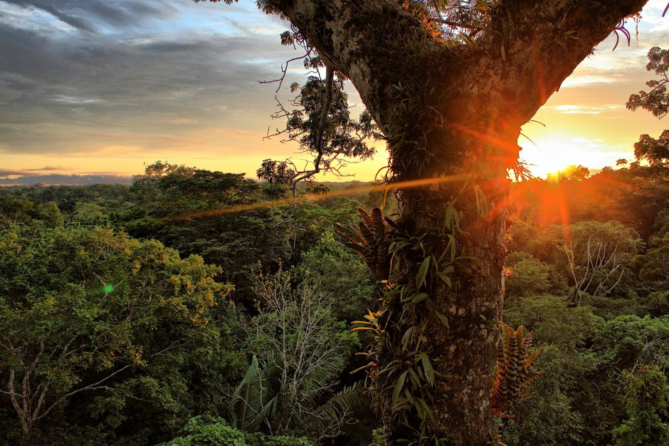 Amazon-Rainforest-South-America4