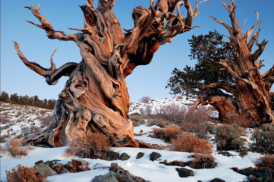Ancient-Bristlecone-Pine-Forest-United-States8