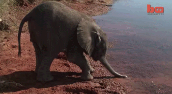 Слоненок пьет воду