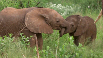 Маленькие слонята