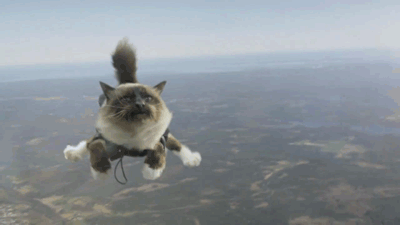 кот прыгает с парашютом