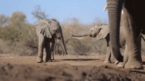 Слонята играют