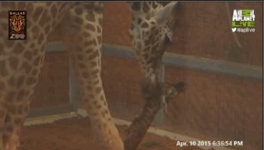 рождение жирафа