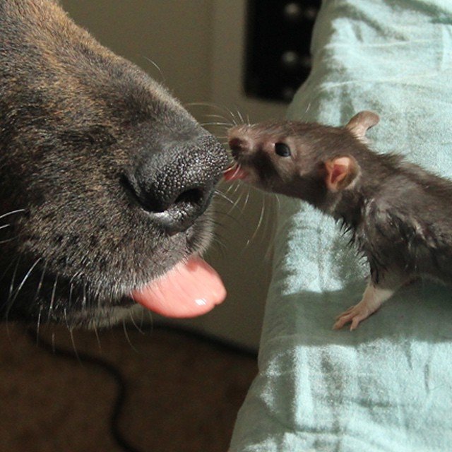 animal-friends-rat-dog-osiris-riff-232