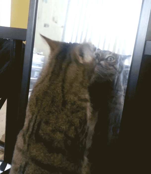 кот дерется с зеркалом