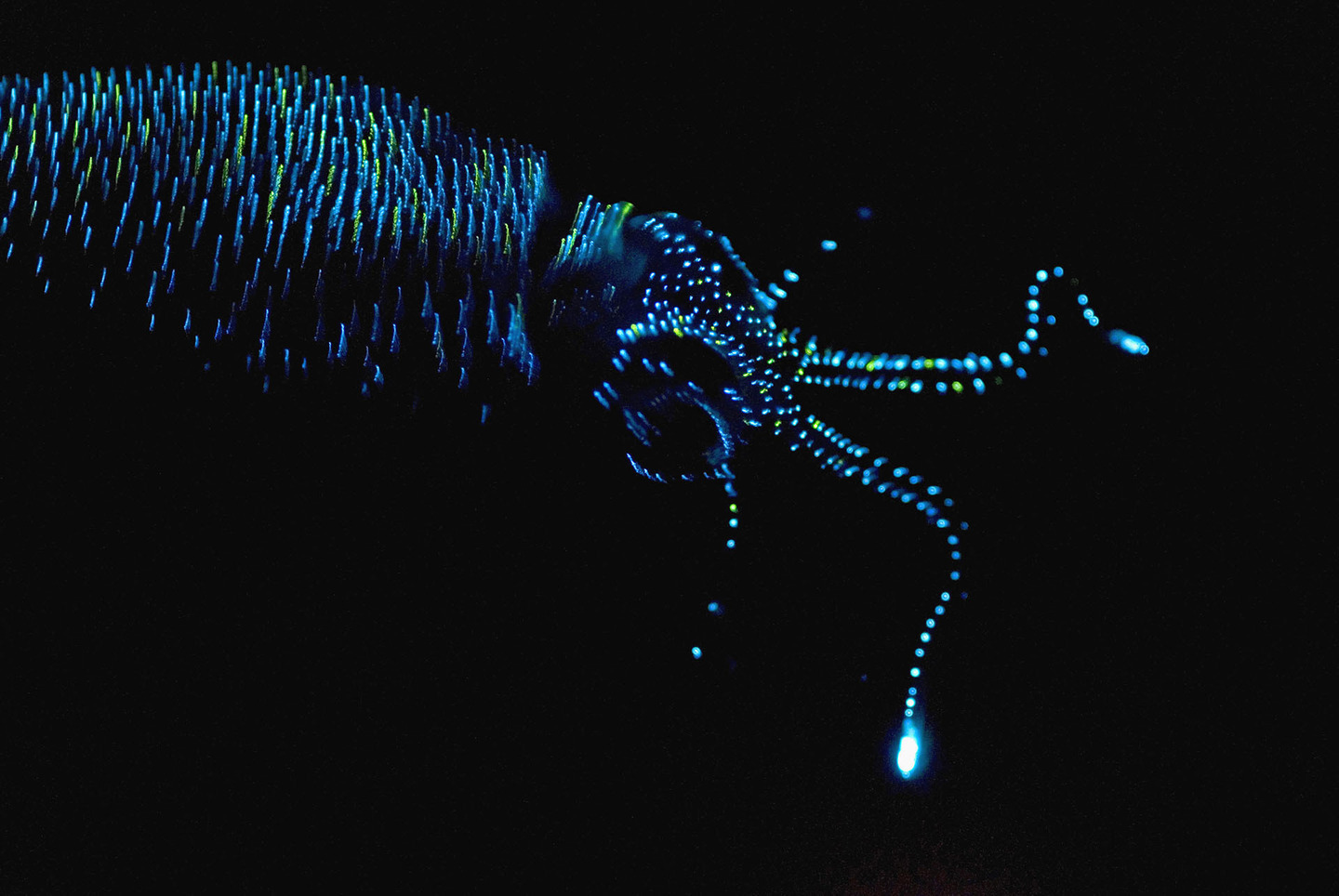 Japanese Firefly Squid (Watasenia scintillans) bioluminescence