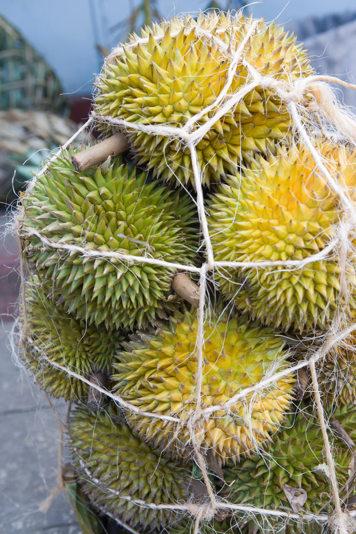 Durian1