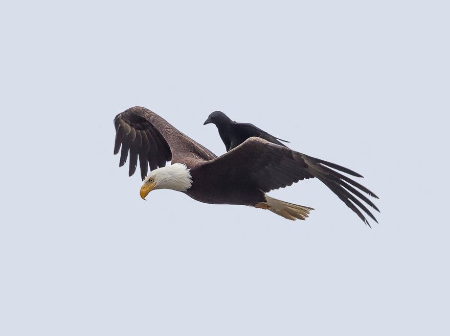 Eagle-Crow-Ride-5
