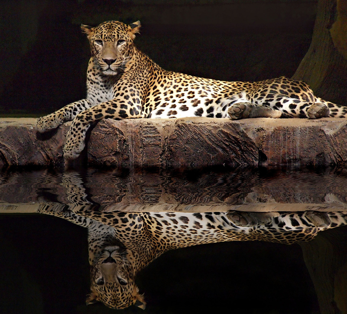 Panthera Pardus Kotiya